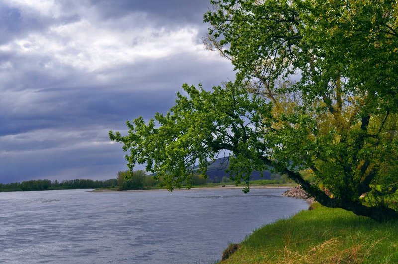 Дерево на берегу реки