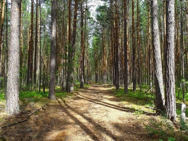 Сосновый бор в томской области