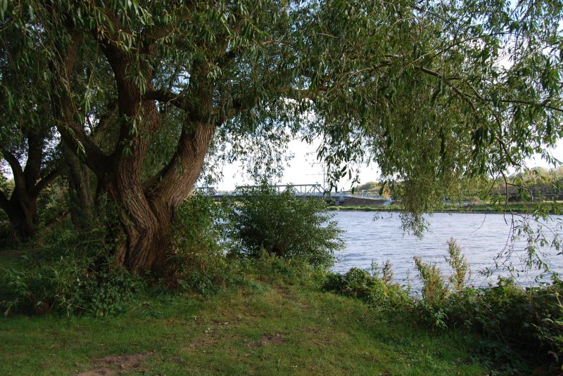 Дерево на берегу озера