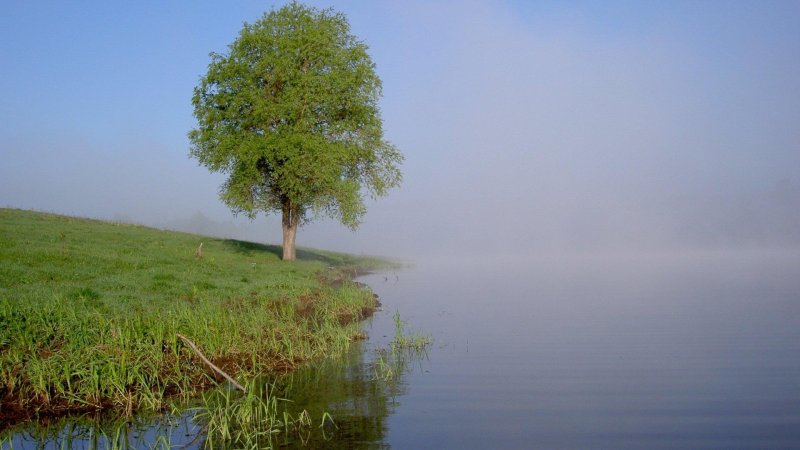 Дерево на берегу озера