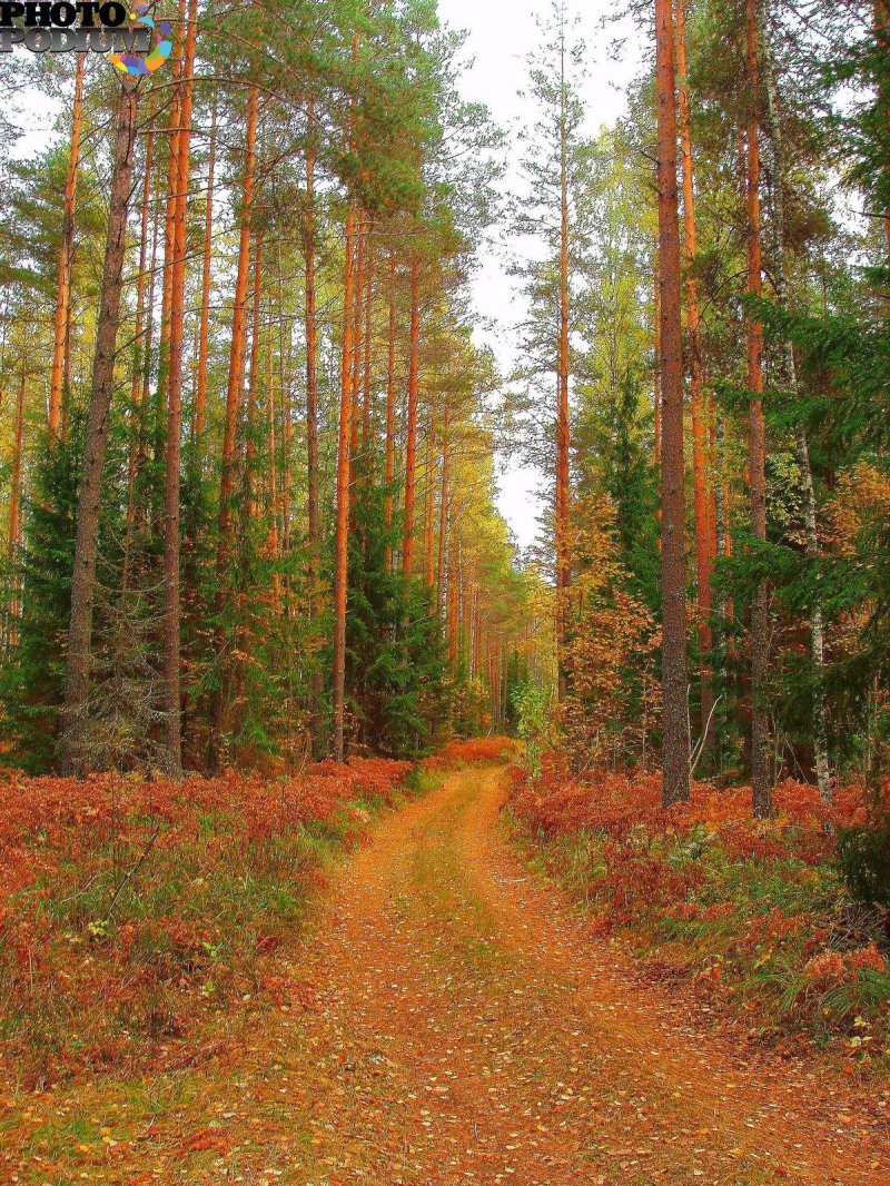 Осень в сосновом бору