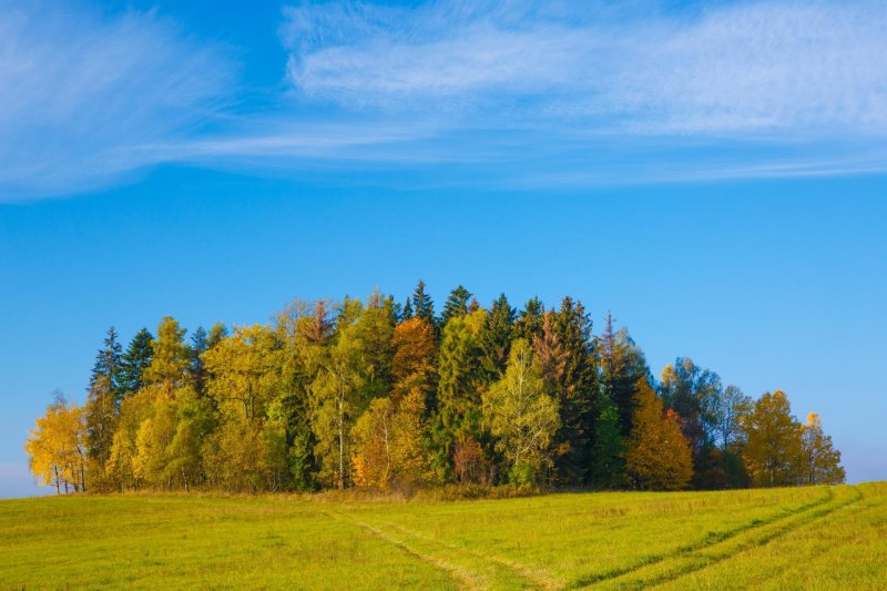 Деревья в далеке