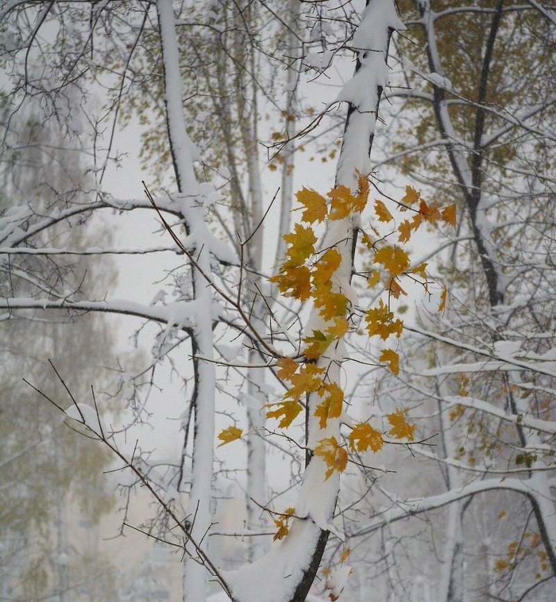 Клен дерево зимой