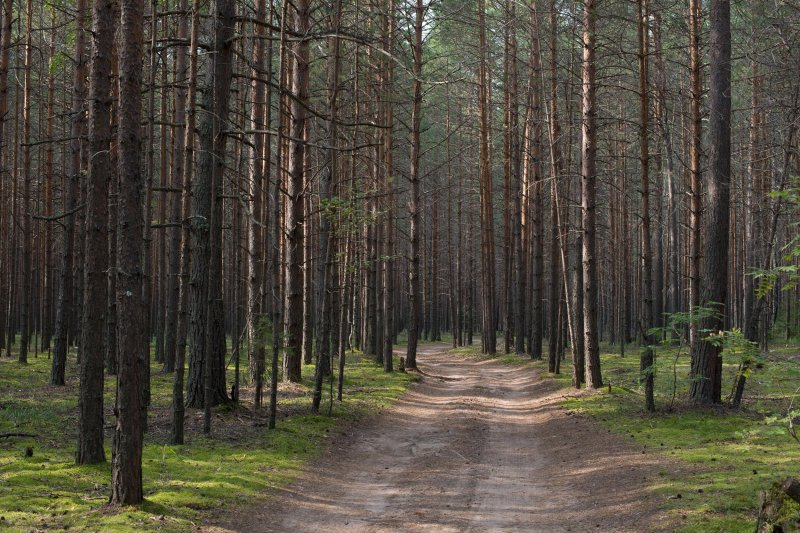 Оопт сосновый бор пермь