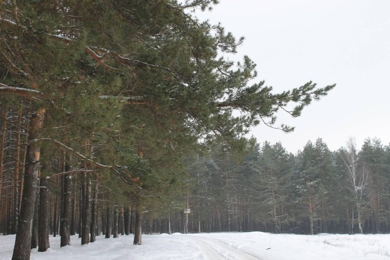 Парк тверицкий бор