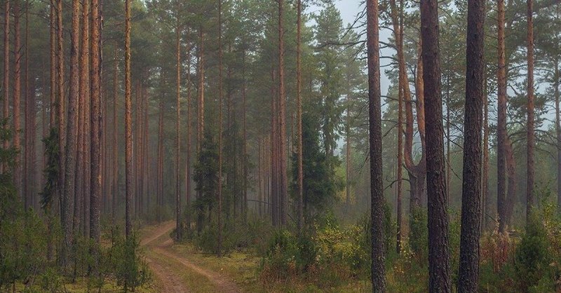 Сосновый бор архангельская область