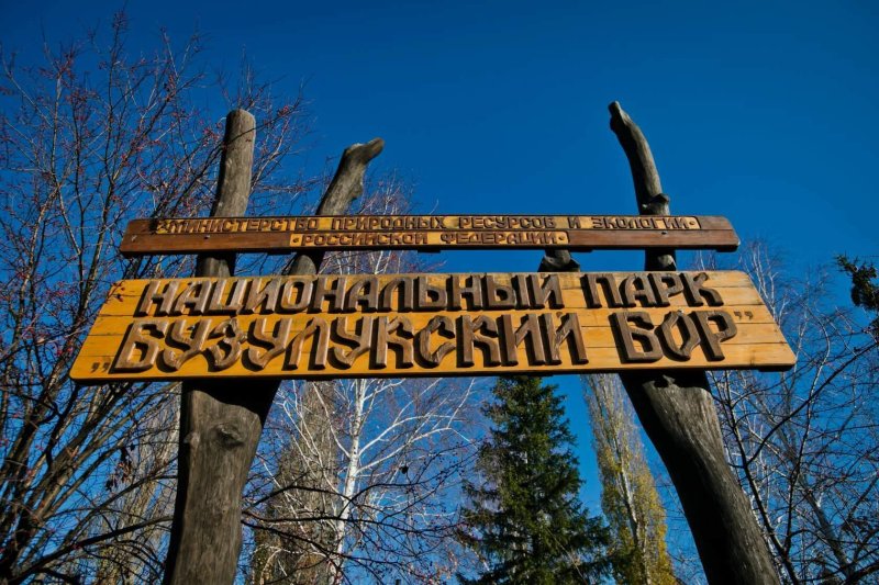 Национальный парк бузулукский бор самарская область