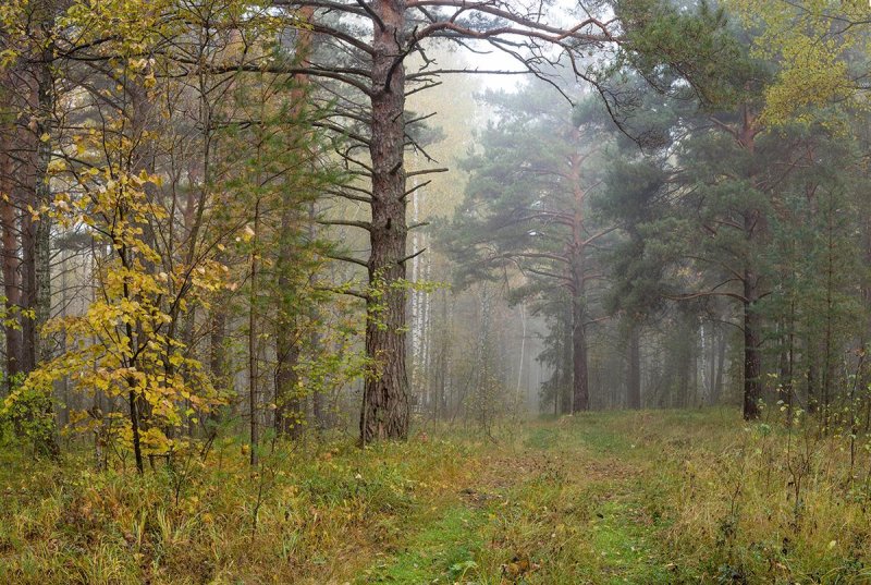 Осень в сосновом бору