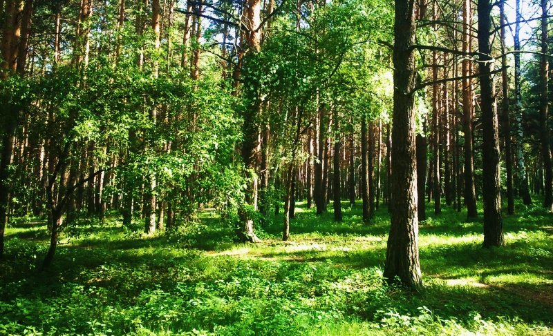 Сосновый бор воронежская область