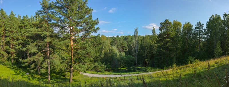 Сосновый бор в томской области