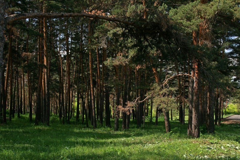 Сосновый бор амурская область