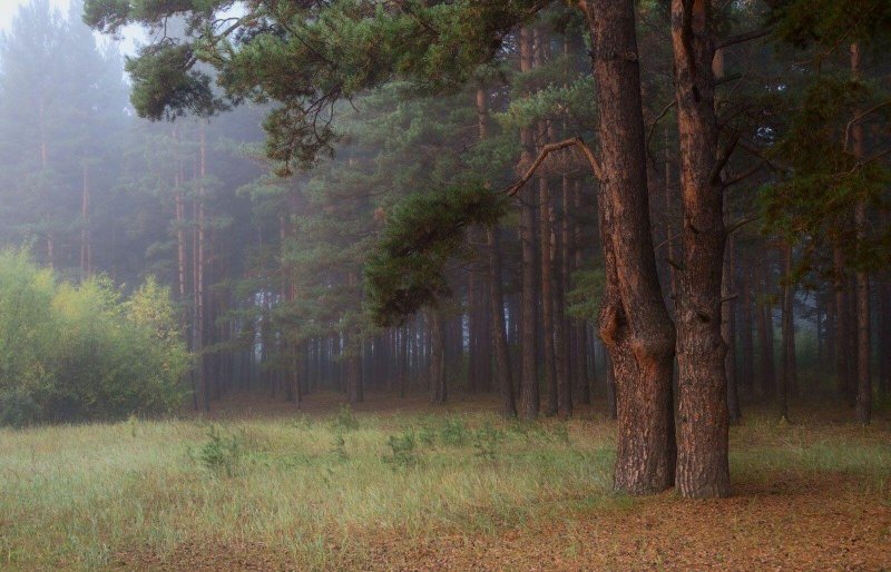 Сосновый бор амурская область