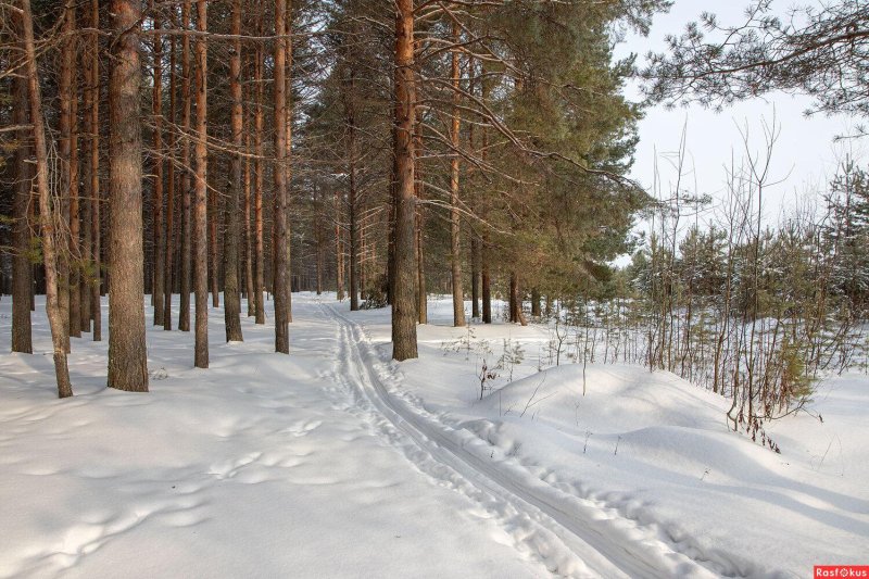 Лыжня в сосновом бору новосибирск