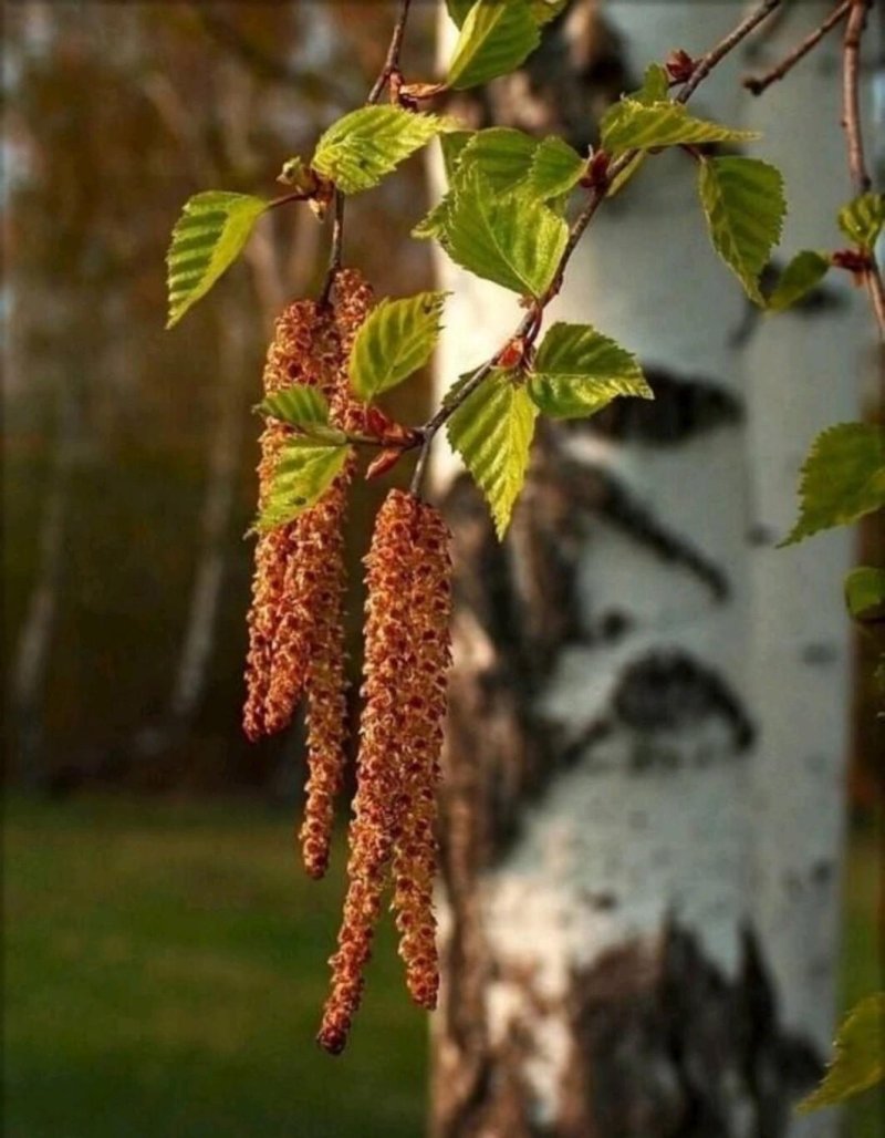 Береза сережки