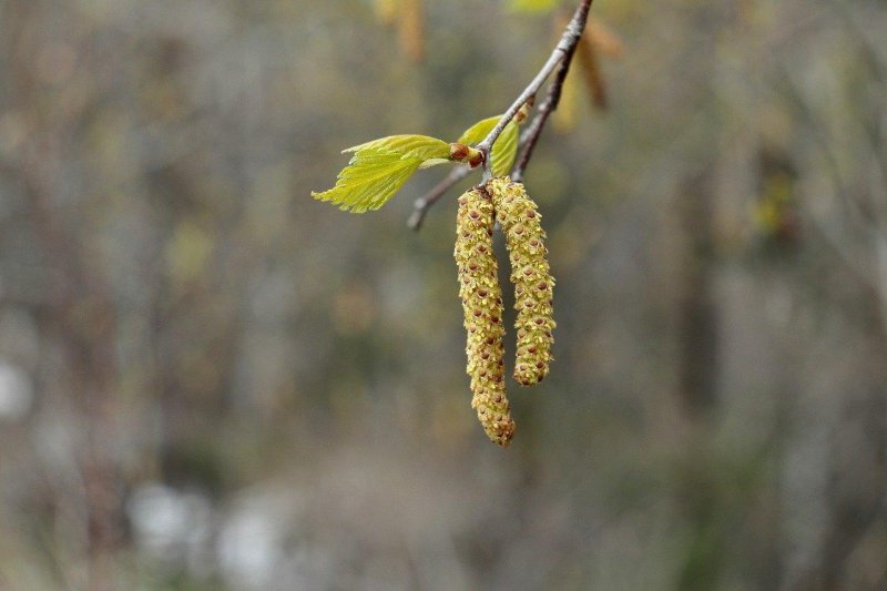 Береза сережки