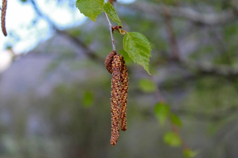 Береза сережки