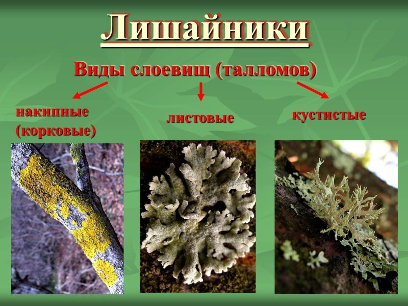 Листоватые лишайники