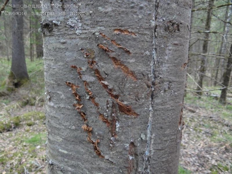 Зарубка на дереве