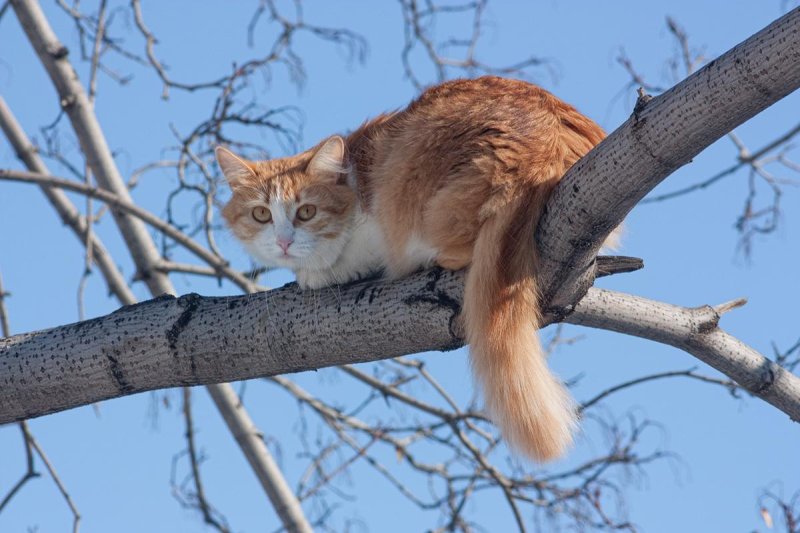 Коты на дереве