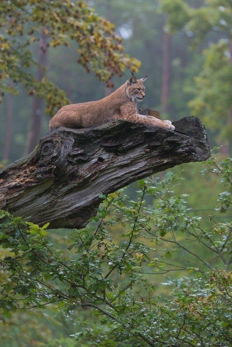 Рысь на дереве