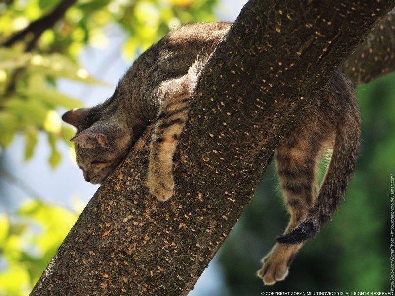 Котенок на дереве