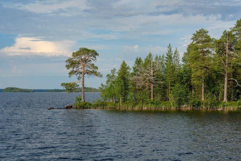 Карельская сосна дерево