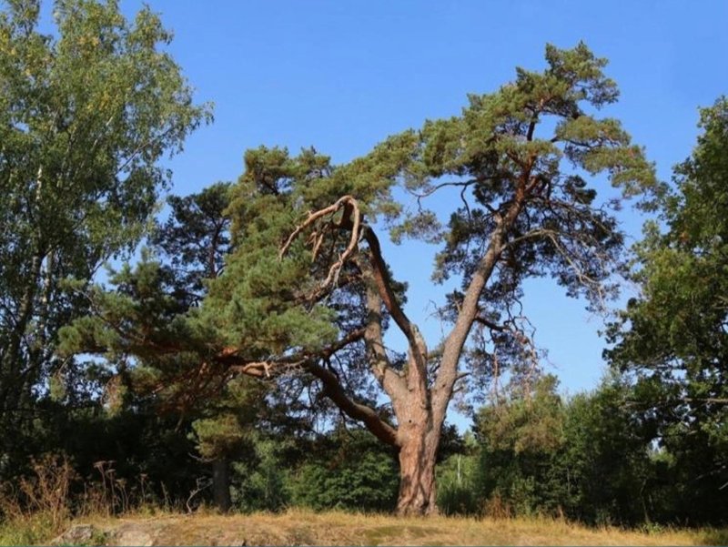 Карельская сосна дерево