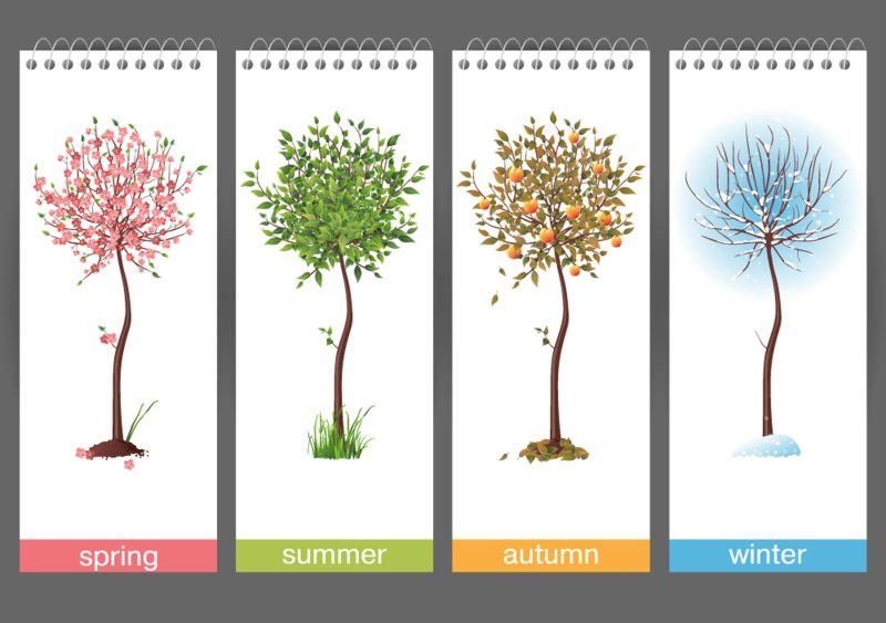 Дерево в разные времена года