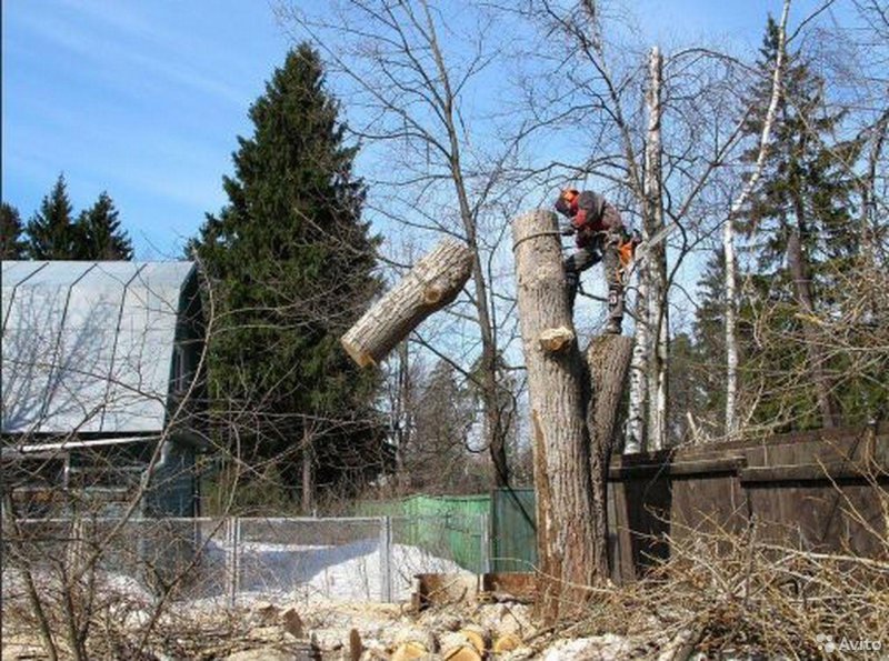 Спиленное дерево