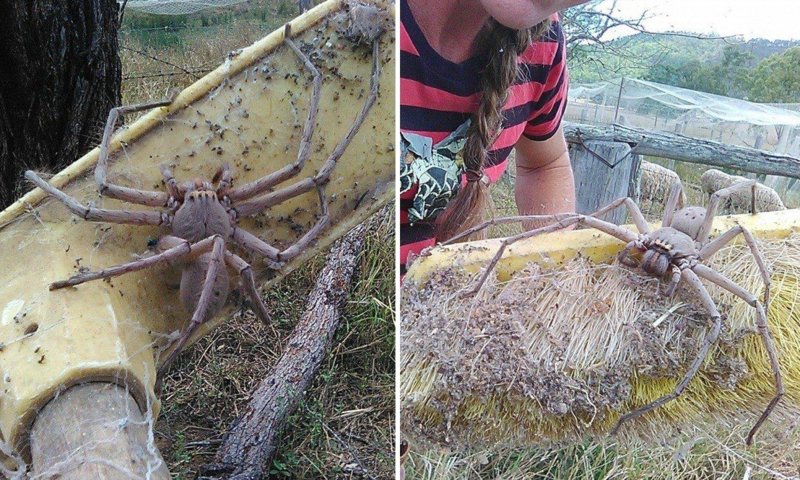 Огромный паук на дереве