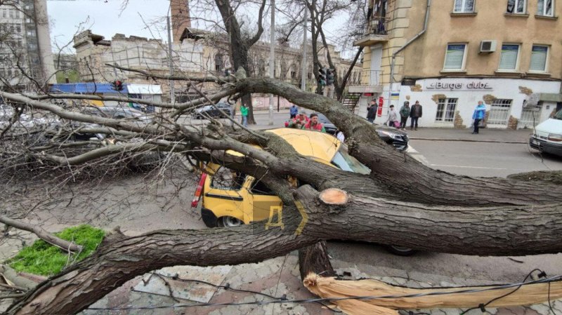 Упавшее дерево