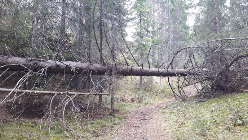 Упавшее дерево