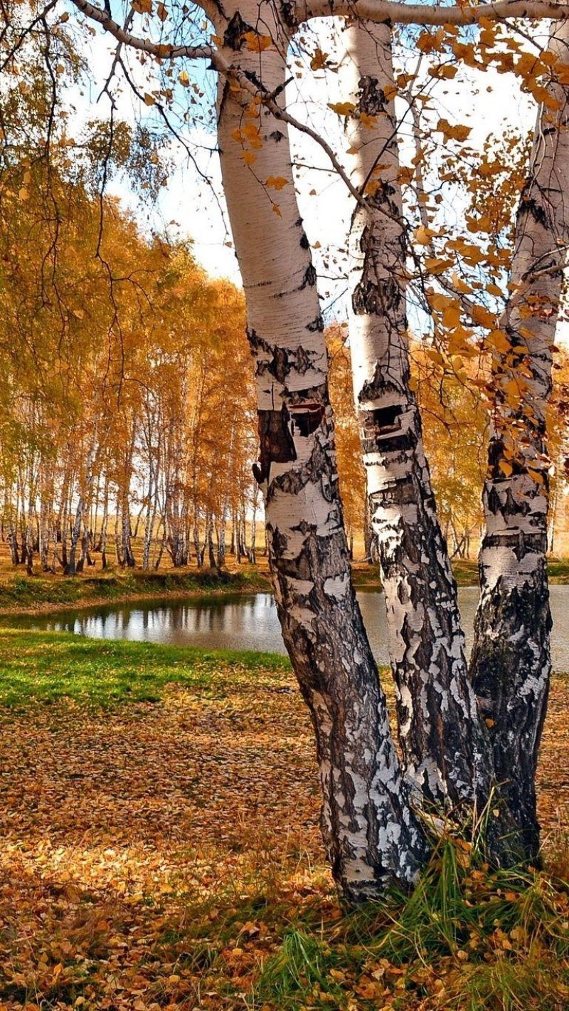 Осень дерево береза