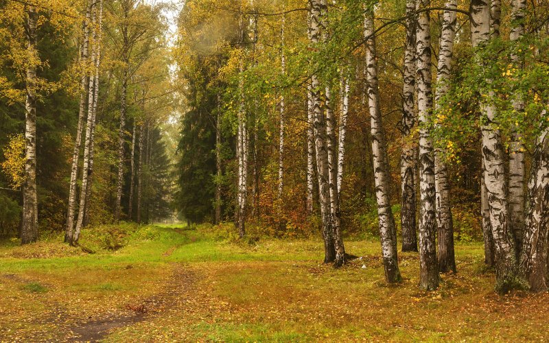 Лес русский