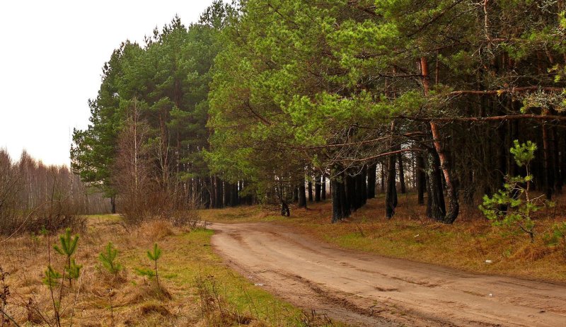 Лес смоленск