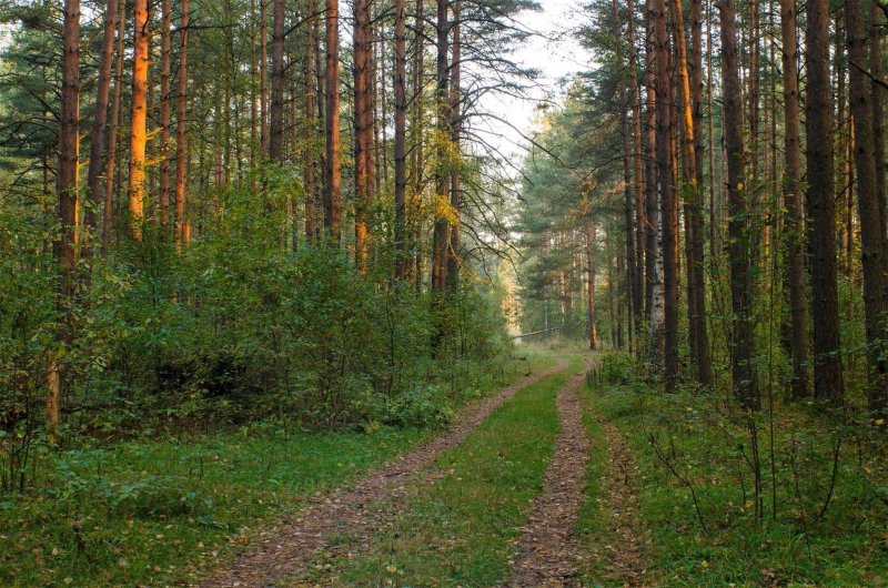 Лес смоленск