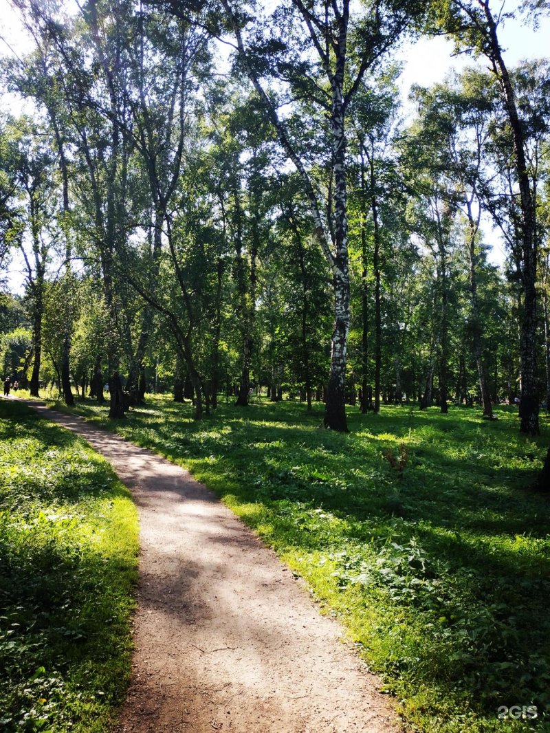 Березовая роща хабаровск