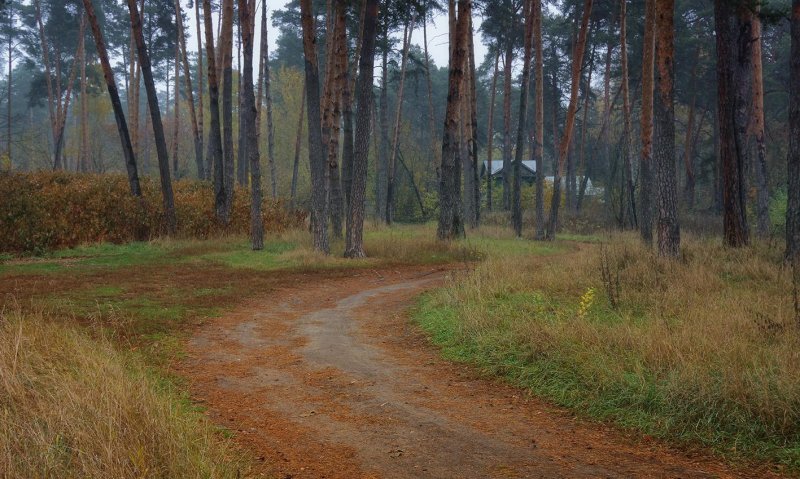 Алексин бор лес