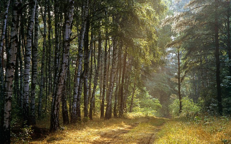 Красивые лесные пейзажи