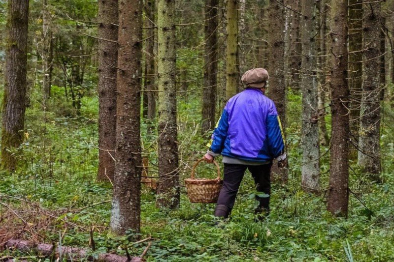 Человек потерялся в лесу