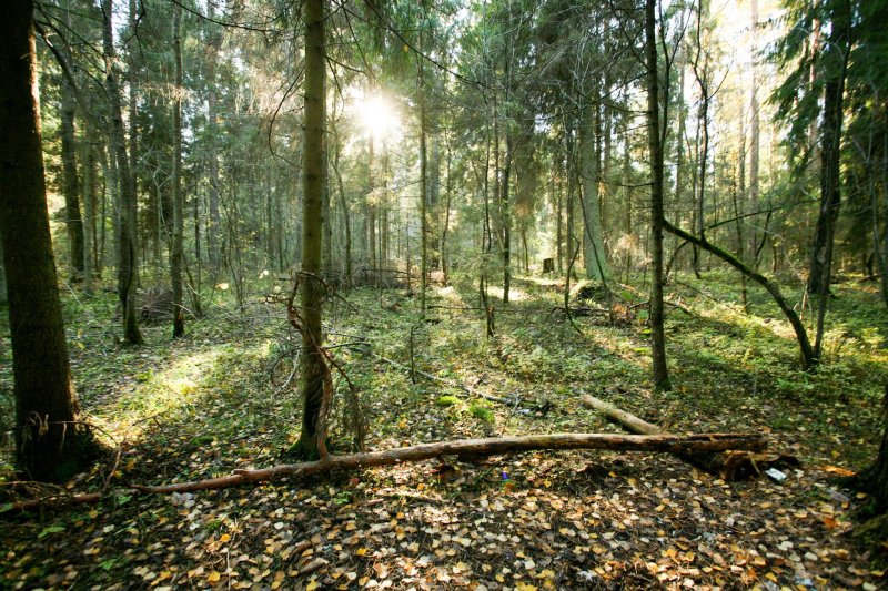 Середняковский лес