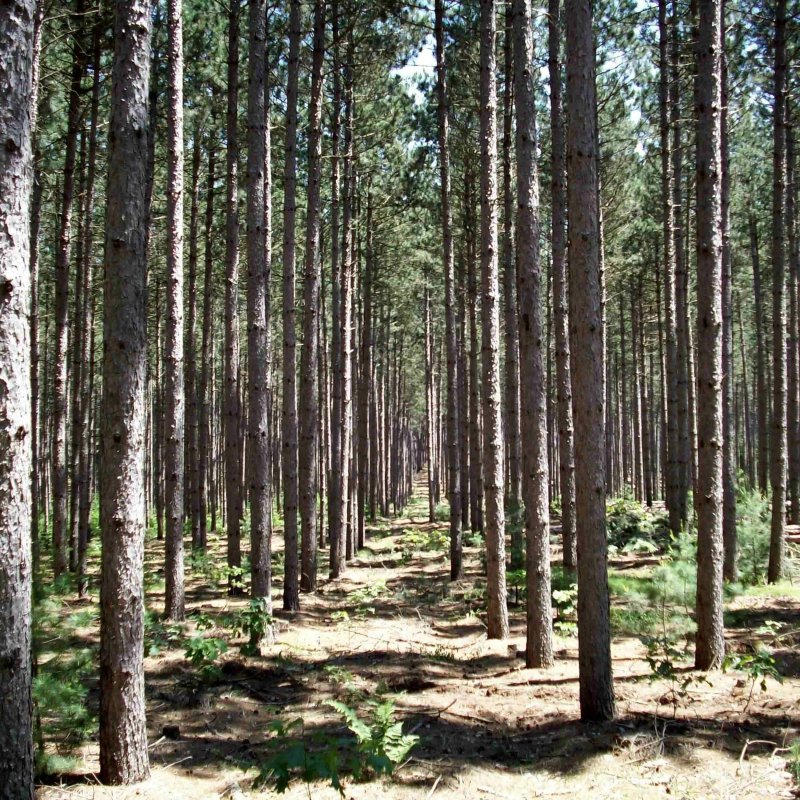 Шернский лес