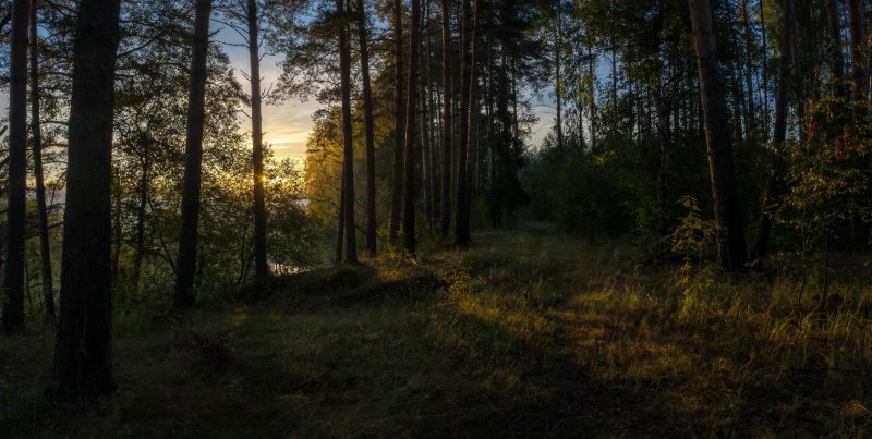 Августовский лес