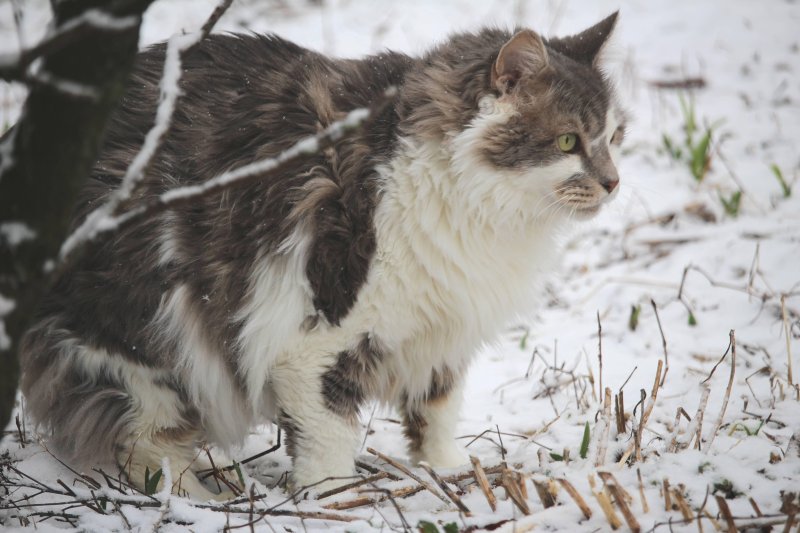 Финская лесная кошка