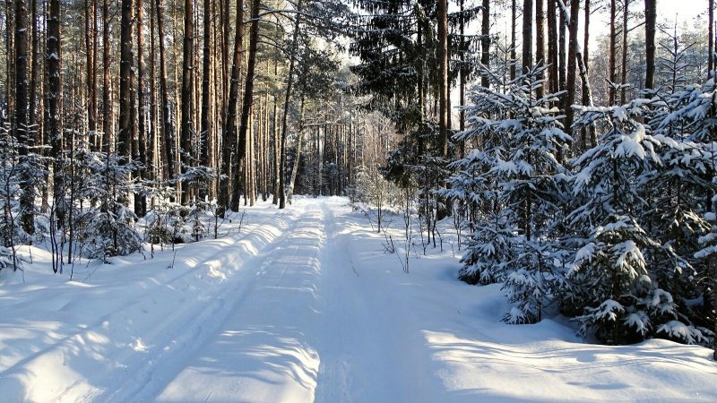 Лес смоленск