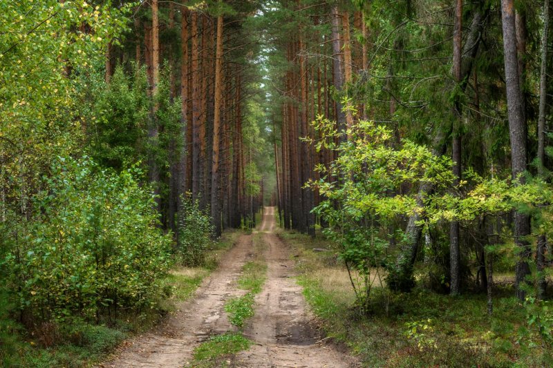 Просека в лесу