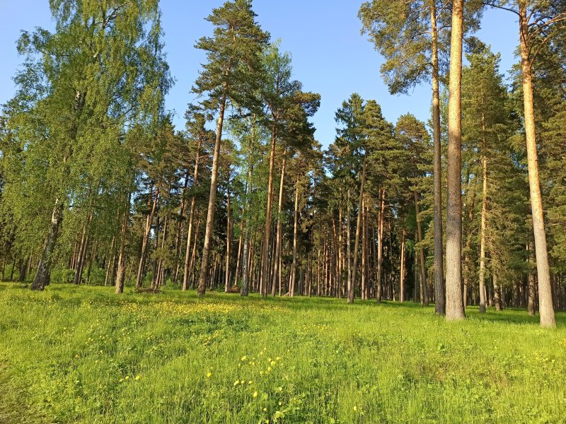 Сосновый лес великий новгород