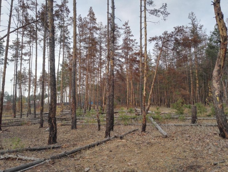 Сосновый лес в воронежской области