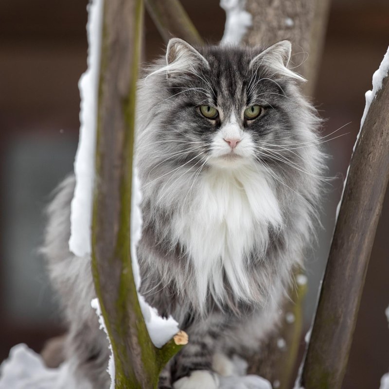 Финская лесная кошка