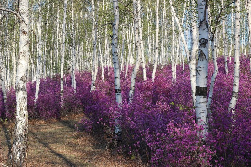 Лес забайкальского края